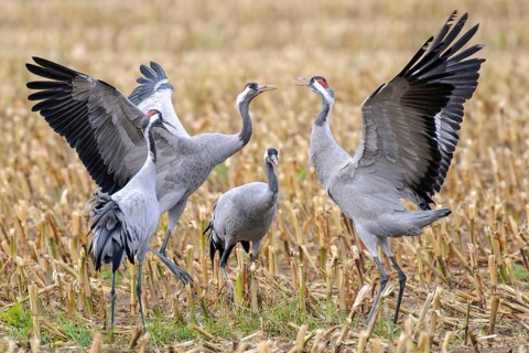 Cranes (Grus grus) in a maize field, Groß Mohrdorf, Lower Saxony, Germany