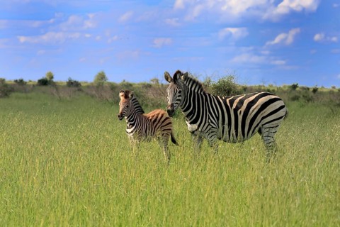 Burchell's zebra (Equus quagga burchelli), Burchell's zebra, adult, female, young, mother, feeding,