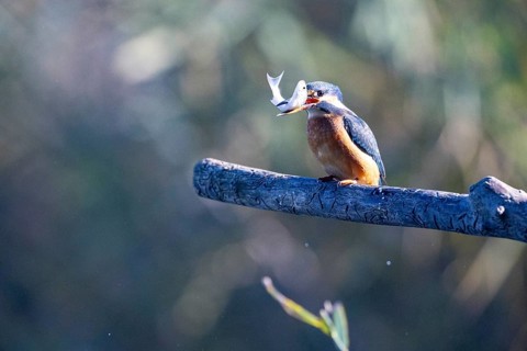 Kingfisher (Alcedo atthis) wbl Germany