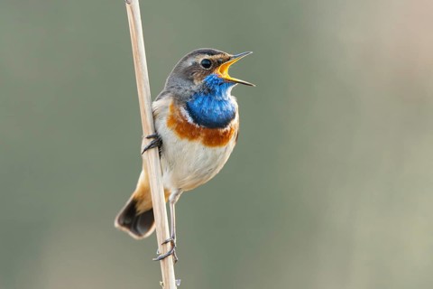 Courting bluethroat Luscinia svecica cyanecula) on his singwarte, Dümmer, Lembruch, Lower Saxony,