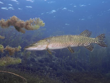A pike (Esox lucius) can be seen amidst underwater plants in the blue water, at the Parkhaus Post