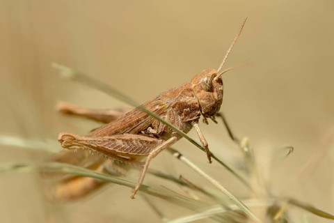 Acrididae, brown grasshopper, caelifera, chorthippus brunneus, field locusts, gomphocerinae,