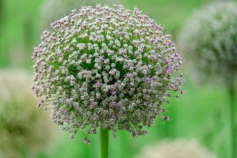 Fruit clusters of ornamental garlic (Allium sp.), inflorescence, North Rhine-Westphalia, Germany