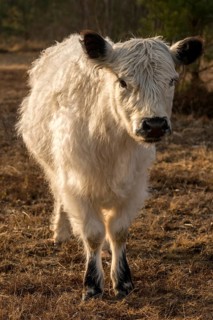Artiodactyla, Bos Taurus sspec.4, cattle, even-toed ungulate, galloway cattle, galloway cattle,