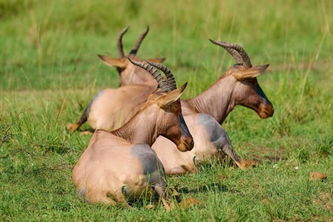 Three horned antelopes are resting in a green meadow: topis (Damaliscus lunatus jimela), Masai Mara