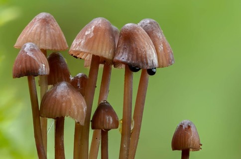 Agaricus purpureofuscus, purple-edged helmet, mycena purpureofusca, prunulus purpureofuscus,