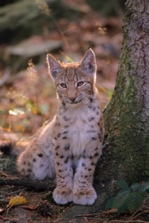 European lynx, European Lynx, Lynx lynx, Bavarian Forest, Bavarian Forest, Germany, Germany, young