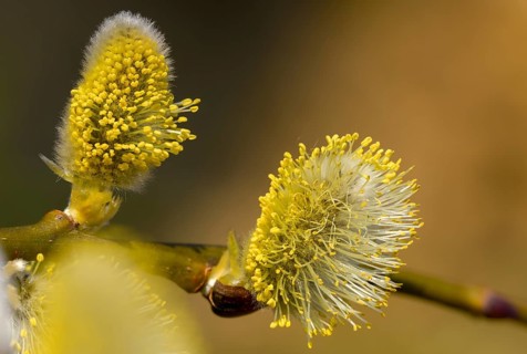 Hanging sage, kitten willow, palm willow, saal willow, salicaceae, salix caprea, salwillow, willow,