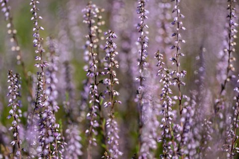 Common heather (Calluna vulgaris), Emsland, Lower Saxony, Germany