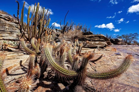 A barren desert landscape with cacti and rocky formations beneath a cloudless blue sky, cacti of