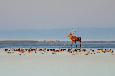 A red deer (Cervus elaphus) strides across the mudflats during the rutting season in the