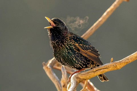 Star, Starling, Sturnus Vulgaris, Birds, Song, Passeri, Singing, Songbirds, Birds