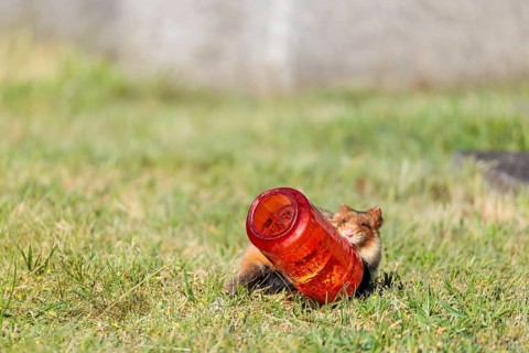 A European hamster (Cricetus cricetus) rolls a grave candle toward its burrow to eat the wax.