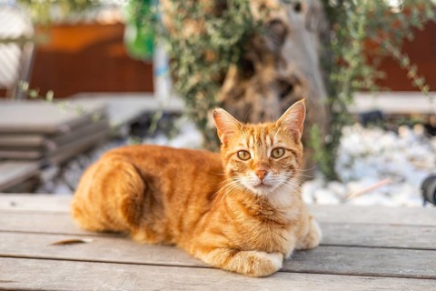 A domestic orange tabby cat lounges on a wooden table in a sunny outdoor setting. The background