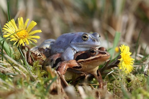 Animals, Frog, Frog, Moor Frog, Federal Republic of Germany