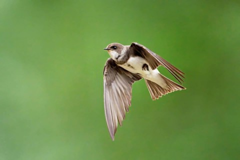 Sand martin (Riparia riparia), in flight, Reussegg nature reserve, Canton Aargau, Switzerland