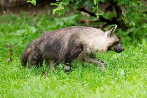 A Brown Hyena (Hyaena brunnea) walks across a green meadow on an overcast day. Angola, Zimbabwe,