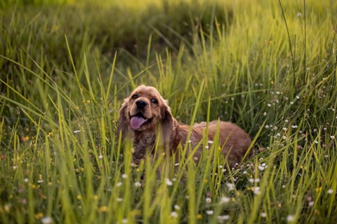 A happy Cocker Spaniel dog sitting in tall grass in an open field under warm light