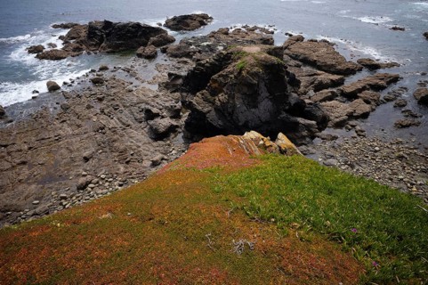 Overgrown cliffs, Lizard Point Biosphere Reserve, Lizard Bay, Polpeor, Cornwall, England, Great