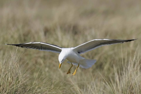 Herring Gull, Larus argentatus, Herring Gull, Heligoland, Germany