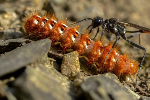 Acronicta rumicis, ammophila sabulosa, ampferous owl, ampferowl, common sand wasp, digging wasp,