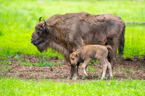 European bison (Bison bonasus) mother with her youngster on a meadow in summer, Bavarian Forest,