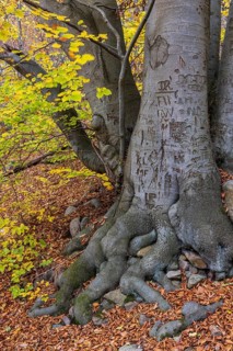 Tree on the banks of Schmale Luzin in autumn, lake in Mecklenburg-Vorpommern, Feldberger