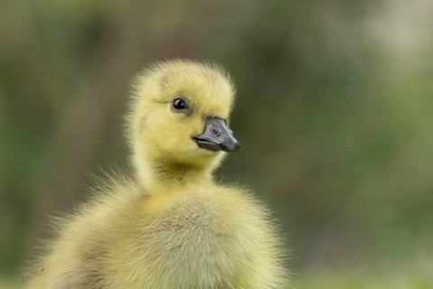 Canada goose (Branta canadensis) juvenile baby gosling bird head portrait, England, United Kingdom