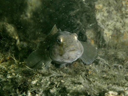 A goby, the black goby (Gobius niger), peeks out intently from its hiding place underwater, at the
