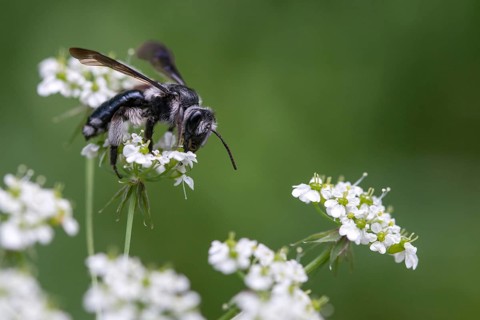 Andrena agilissima, apidae, bees, blue iridescent earth bee, blue iridescent sand bee, blue-black