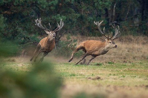 Red deer (Cervus elaphus), fight, Hoenderloo, Gelderland, Netherlands