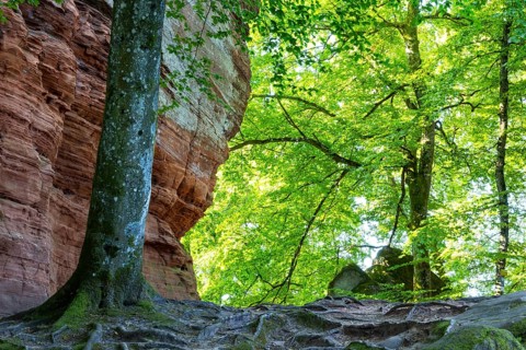 Coloured sandstone rock, beech (Fagus), beech family (Fagaceae), Altschlossfelsen, Dahn, Dahner