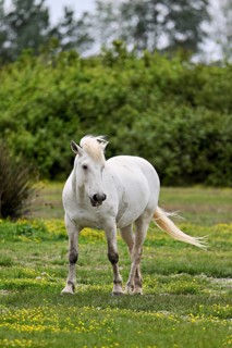 Camargue horse (Equus caballus), running across a meadow of yellow flowers in bloom,