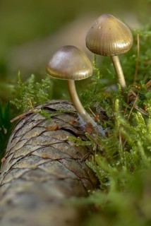 Spruce cone helmet, mycena plumipes, mycena strobilicola, cone helmet, fungi, fungus, high size,