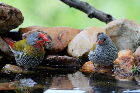 Colourful Astrild (Pytilia melba), adult, male, female, pair, by the water, Kruger National Park,