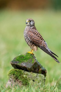 Common Kestrel, Solling, Neuhaus, Lower Saxony, Germany