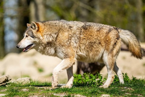 Eastern wolf (Canis lupus lycaon) walking on a meadow, Bavaria, Germany