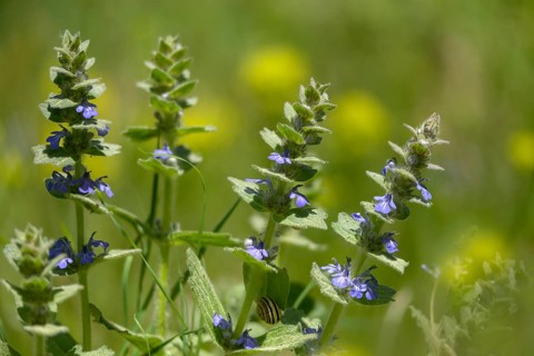 Ajuga Genevensis, Geneva Bugleweed, Geneva Bugleweed, Heather Guensel, Lamiaceae, Lamiaceae, Blue