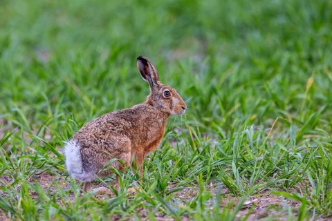European brown hare (Lepus europaeus) foraging in field in spring