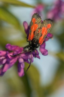 Thyme ram, transparent burnet, zygaena purpuralis, blood droplets, butterfly, high size, portrait