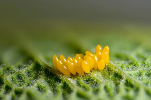 Coccinella septempunctata, seven-spotted ladybird, beetle, coleoptera, eggs, clutches, insects,