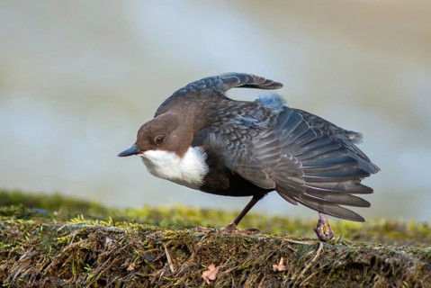 Cinclus cinclus, dippers, birds, female, plumage, passeri, preening, songbirds, songbirds, birds,