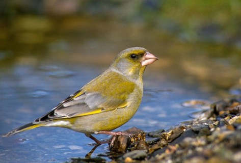 Carduelis Chloris, Chloris Chloris, Greenfinch, Greenfinch, Greenfinch, Greenfinch, Greenfinch,