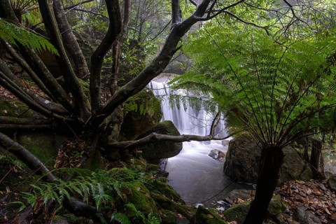 Waterfall in the cool-temperate rainforest of the Blue Mountains, New South Wales, Australia,