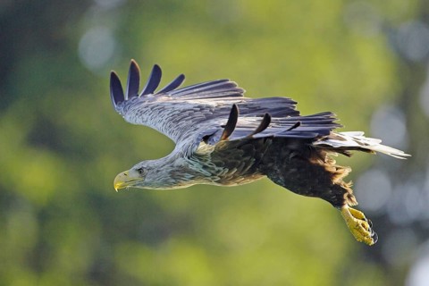 Animals, birds, eagles, white-tailed eagle (Haliaeetus albicilla), foraging, habitat, Brandenburg,