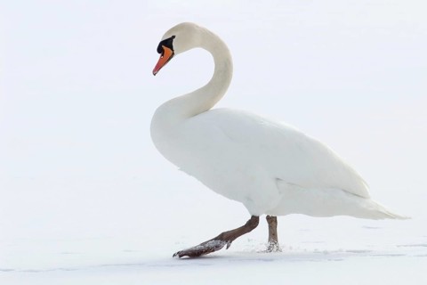 Höckerschwan - Mute Swan, Germany/Germany
