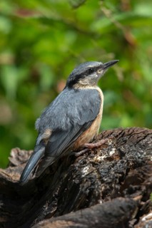 Nuthatch, Sitta Europaea, Birds, Growing, High Size, Portrait, Young Animal, Juvenile, Passeri,