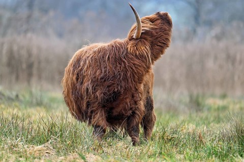 Highland cattle (Bos taurus), adult animal standing in a meadow, Reussspitz nature reserve,