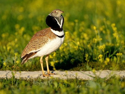 Little Bustard (Tetrax tetrax), at a courtship site amongst a stand of Sharp-seeded Diplotaxis