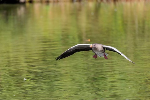 An adult greylag goose (Anser anser) lands on a lake on a sunny day. Bavaria, Germany